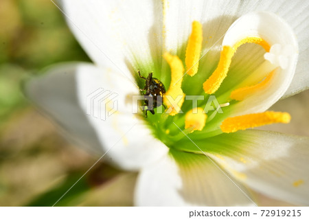 Rurimaru flea beetle and zephyrlily 72919215