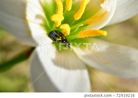 Rurimaru flea beetle on white flowers 72919216