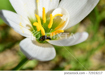 One Rurimaru flea beetle 72919217