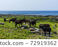 Lanyu 72919362