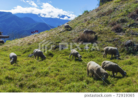 清境農場 72919365