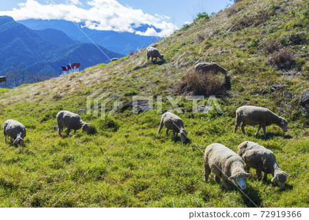 Cingjing Farm 72919366