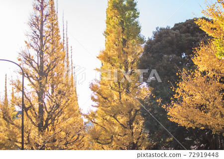 Autumn Jingu Gaien Icho-lined scenery Autumn Jingu Gaien Icho-lined scenery 72919448