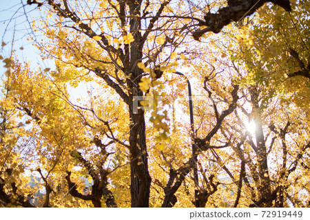 Autumn Jingu Gaien Icho-lined scenery Autumn Jingu Gaien Icho-lined scenery 72919449