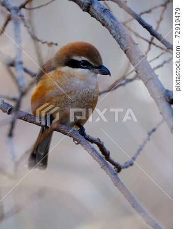 Bull-headed shrike looking sideways 72919479