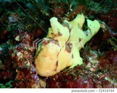 Hayama Frogfish (Iro Frogfish) Hayama Frogfish (Iro Frogfish) 72919744