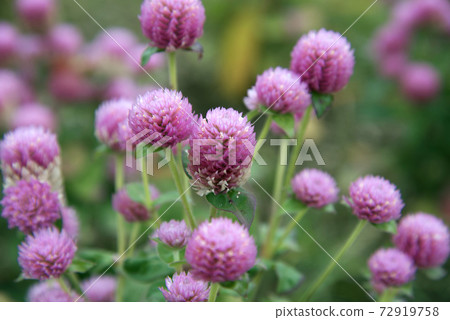 Crimson Clover 72919758