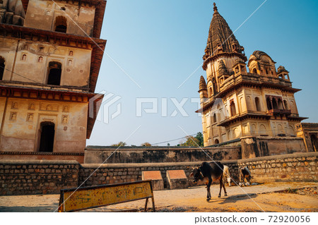 The Royal Cenotaphs (Chhatris), ruins in Orchha, India The Royal Cenotaphs (Chhatris), ruins in Orchha, India 72920056