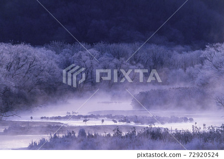 從仲冬的音羽橋看樹冰和密探 72920524