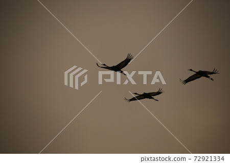 Cheorwon-gun, migratory birds, cranes, sky Cheorwon-gun, migratory birds, cranes, sky 72921334