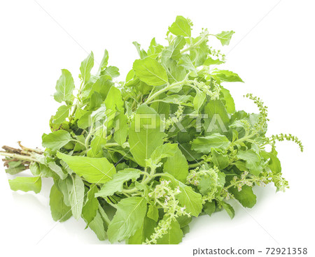 Holy basil an isolated on white background Holy basil an isolated on white background 72921358