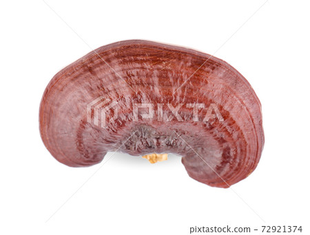 Ganoderma Lucidum Mushroom an isolated on white background Ganoderma Lucidum Mushroom an isolated on white background 72921374