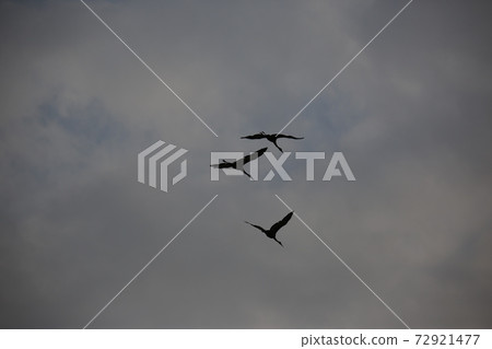 Birds, birds, sky, flight, sunset Birds, birds, sky, flight, sunset 72921477