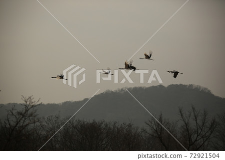 Birds, birds, sky, flight, sunset Birds, birds, sky, flight, sunset 72921504