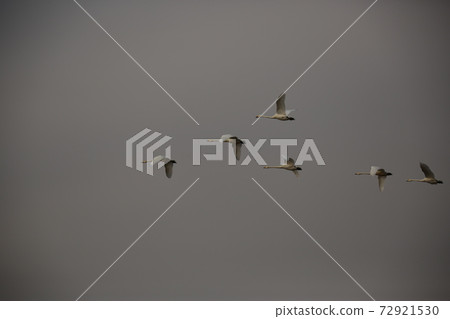 Birds, birds, sky, flight, sunset 72921530