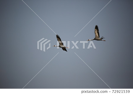 Birds, birds, sky, flight, sunset Birds, birds, sky, flight, sunset 72921539