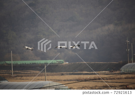 Cheorwon-gun, migratory birds, red-crowned cranes, cranes, swans 72921613