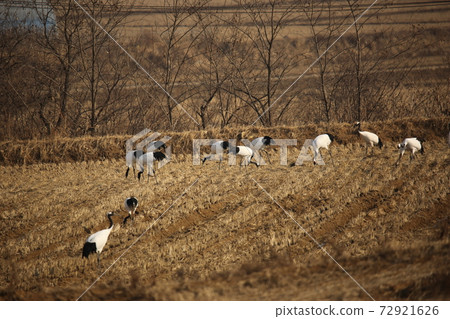 Cheorwon-gun, migratory birds, red-crowned cranes, cranes, swans 72921626