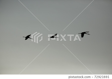 Cheorwon-gun, migratory birds, red-crowned cranes, cranes, swans 72921691