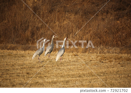 Cheorwon-gun, migratory birds, red-crowned cranes, cranes, swans Cheorwon-gun, migratory birds, red-crowned cranes, cranes, swans 72921702