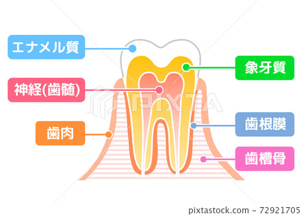 Tooth structure diagram: Dental illustration 72921705