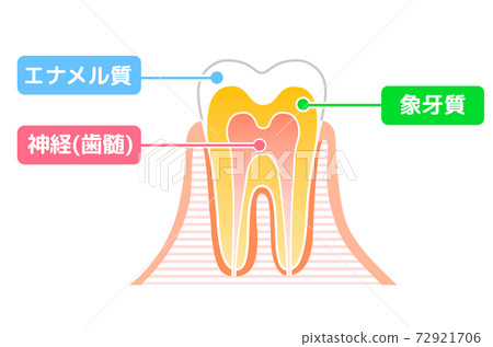 Tooth structure diagram: Dental illustration 72921706