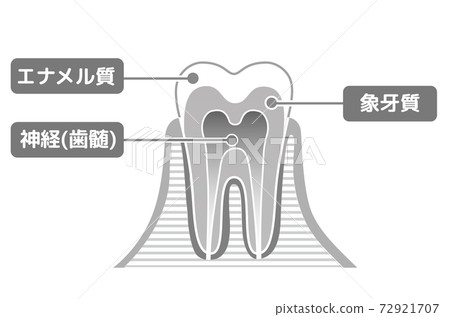Black and white print version Tooth structure diagram: Dental illustration 72921707