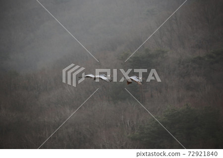 鐵原郡,紅鶴,鶴,鳥稻田 鐵原郡,紅鶴,鶴,鳥稻田 72921840