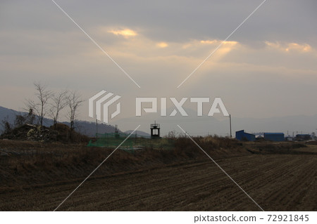 鐵原郡，紅鶴，鶴，鳥稻田 72921845