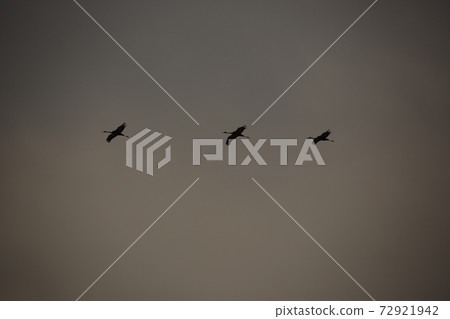 Cheorwon-gun, migratory birds, red-crowned cranes, birds 72921942