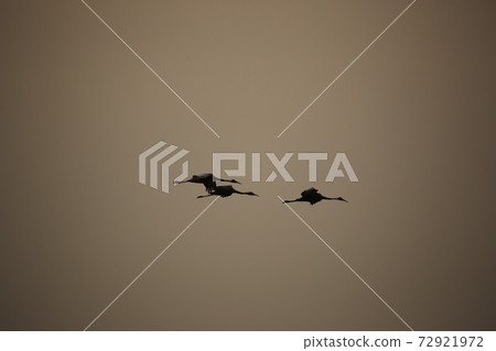 Cheorwon-gun, migratory birds, red-crowned cranes, birds Cheorwon-gun, migratory birds, red-crowned cranes, birds 72921972