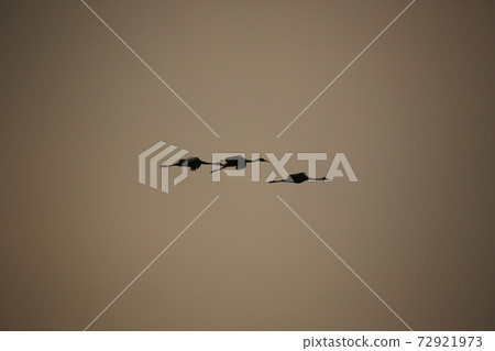 Cheorwon-gun, migratory birds, red-crowned cranes, birds 72921973