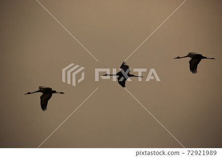Cheorwon-gun, migratory birds, red-crowned cranes, birds Cheorwon-gun, migratory birds, red-crowned cranes, birds 72921989