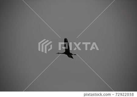 Cheorwon-gun, migratory birds, red-crowned cranes, birds 72922038