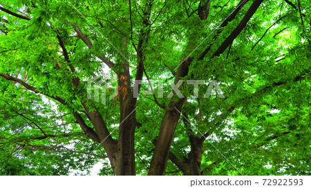 Scenery with trees Scenery with trees 72922593