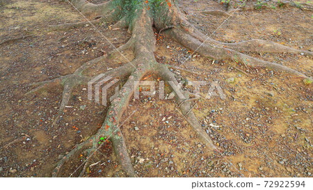A landscape where trees are rooted in the ground A landscape where trees are rooted in the ground 72922594