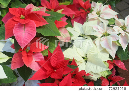 Poinsettia Exhibition Poinsettia Exhibition 72923936