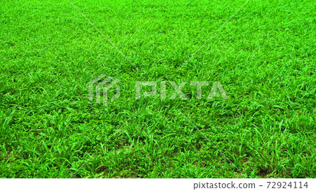 雜草在公園裡的綠色景觀 72924114