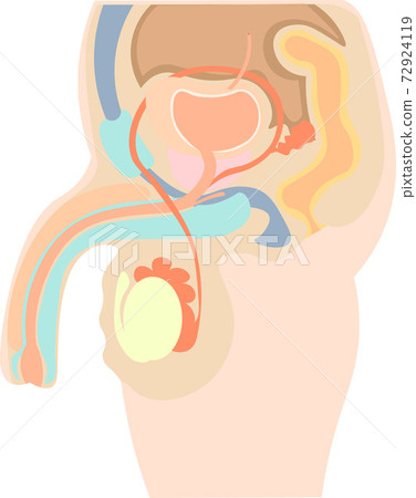 男性生殖器結構圖無解釋 72924119