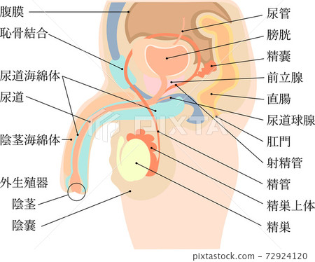 男性生殖器結構圖 72924120