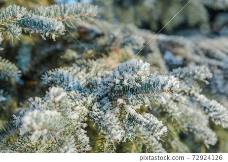 Branches of blue spruce is covered with snow 72924126
