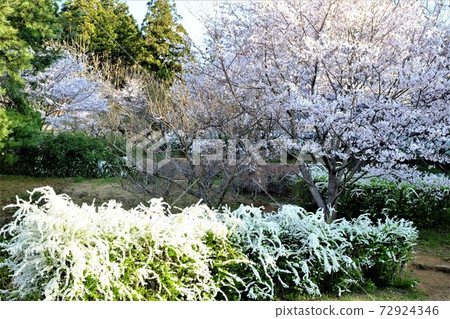 Yukiyanagi and Sakura [Tsukui, Sagamihara City, April] 72924346