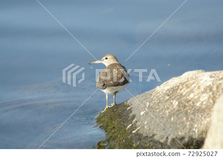 The back view of a dunlin standing on a rock by the water and facing sideways The back view of a dunlin standing on a rock by the water and facing sideways 72925027