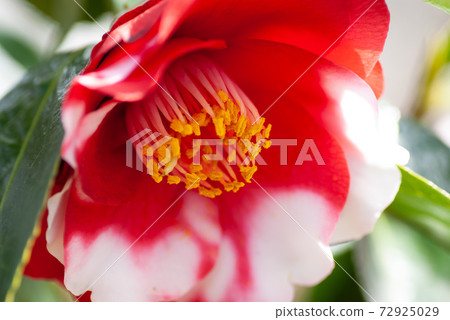 Red and white multicolored camellia "Amagashita" close-up Red and white multicolored camellia "Amagashita" close-up 72925029
