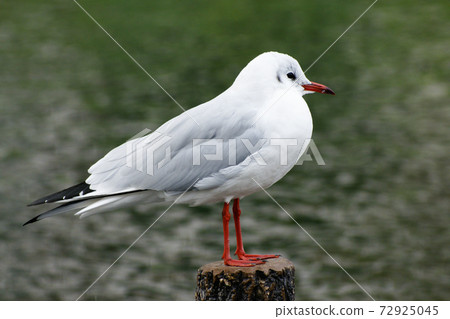 尤里海鷗棲息在木樁上 尤里海鷗棲息在木樁上 72925045
