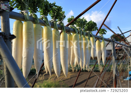 Dried radish hanging 72925203