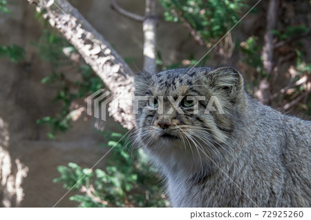 The dignified features of a small wild cat, Pallas's cat The dignified features of a small wild cat, Pallas's cat 72925260