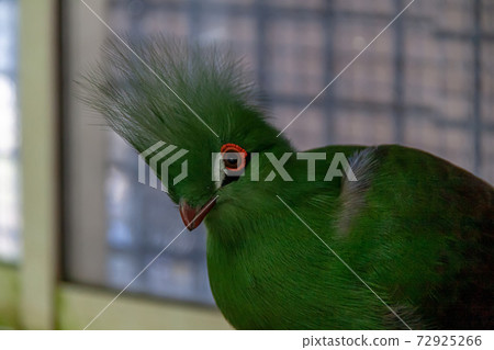 Features of Mujieboshidori 72925266