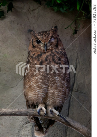 Appearance of Abyssinian Eagle Owl Appearance of Abyssinian Eagle Owl 72925268