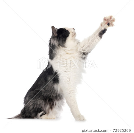 Kurilian Bobtail in studio Kurilian Bobtail in studio 72925269
